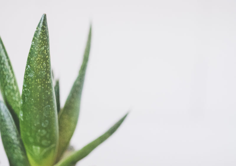 Close-up of aloe vera plant leaves with water droplets on a light background