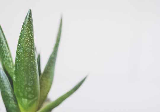 Aloe vera leaves with water droplets on a soft pale background